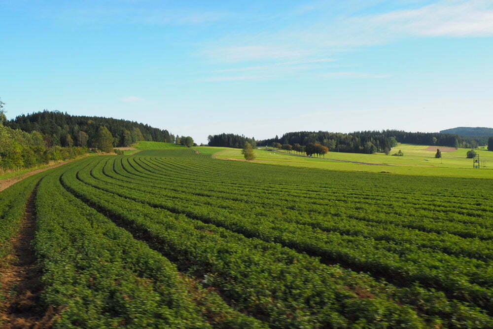 Kräuter aus Österreich